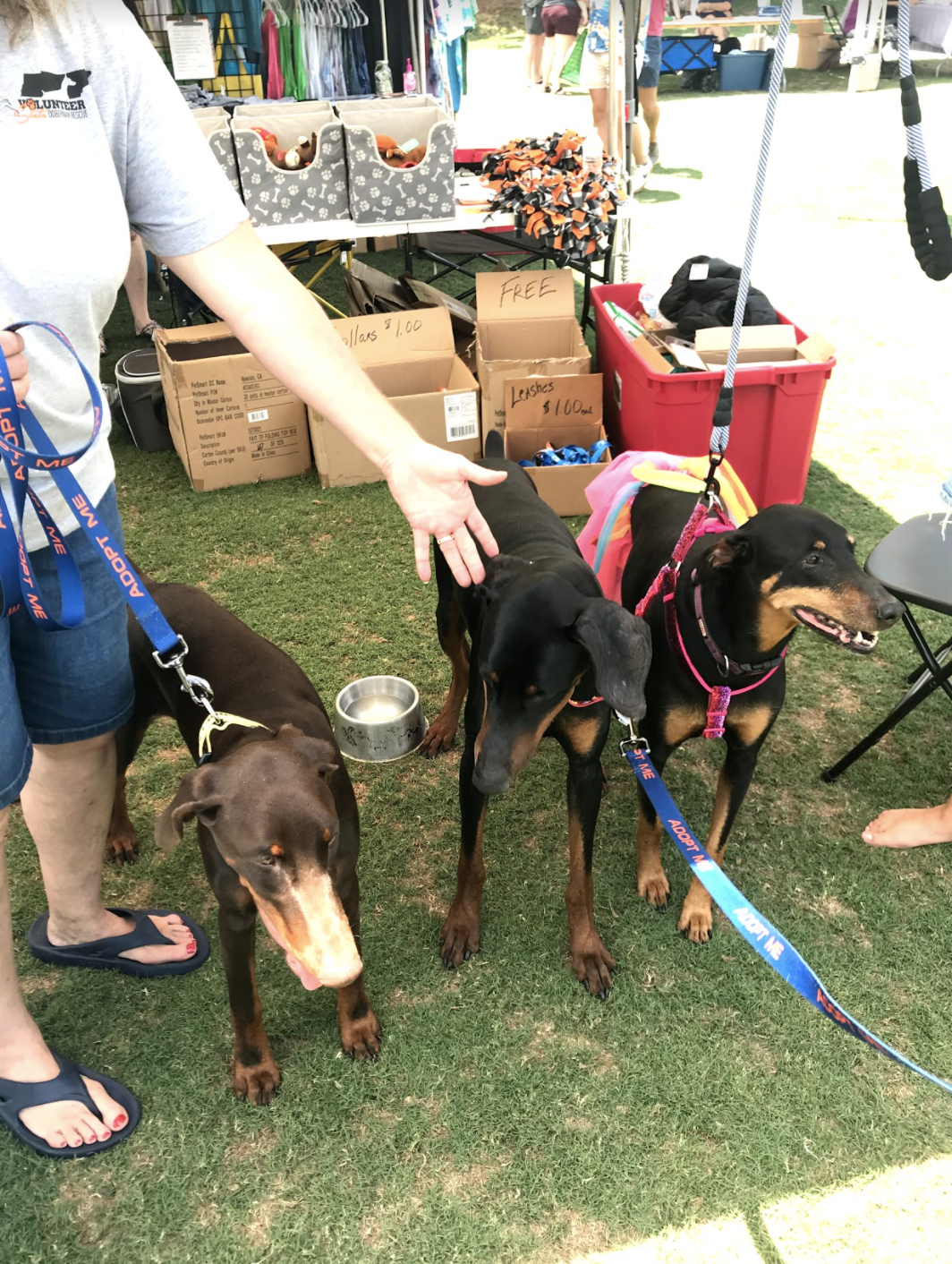 Mardi Growl 2021 - Dobermans for Sale